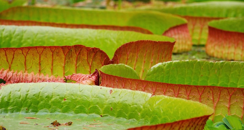 Water lily in a pond